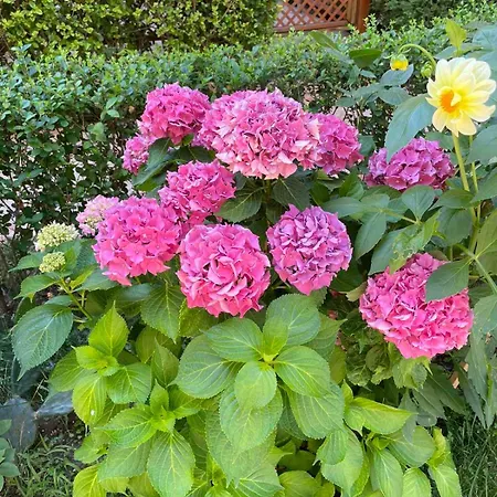 Breeze Апартаменты *